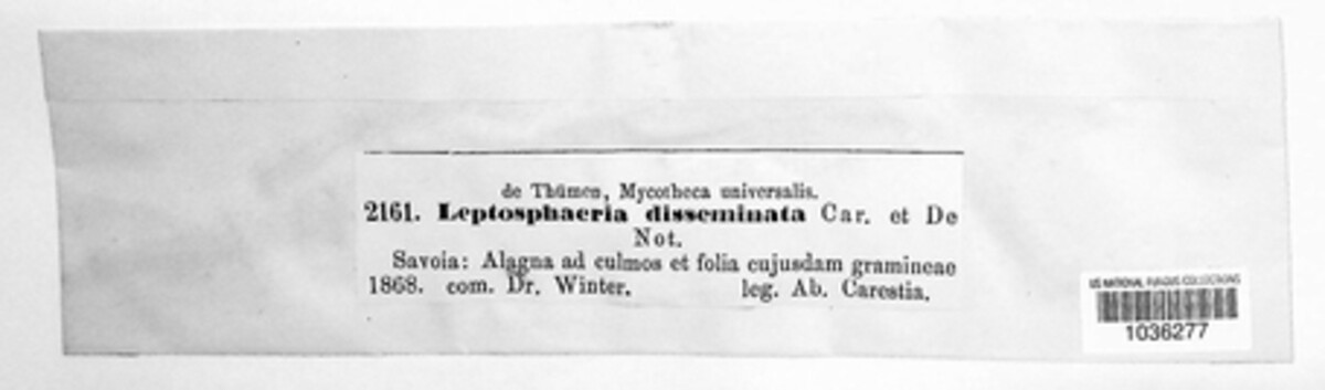 Davidiella disseminata image